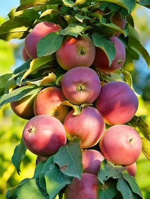 Apple Trees - North Pole (Columnar)