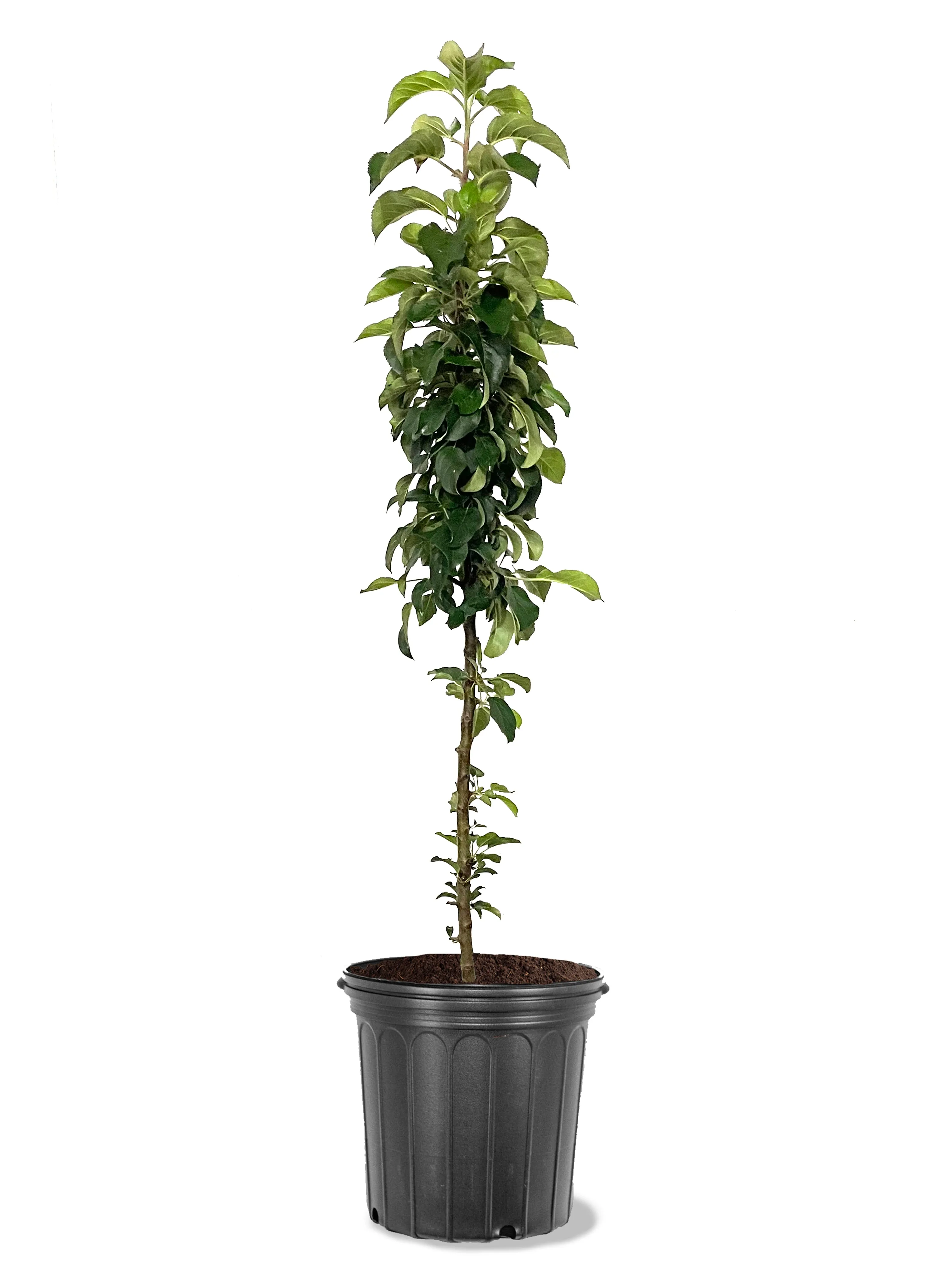Apple Trees - North Pole (Columnar)