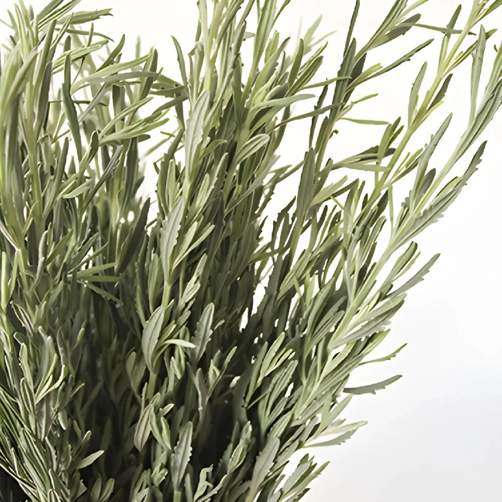 Cottage Garden Lavender Greens