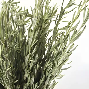 Cottage Garden Lavender Greens