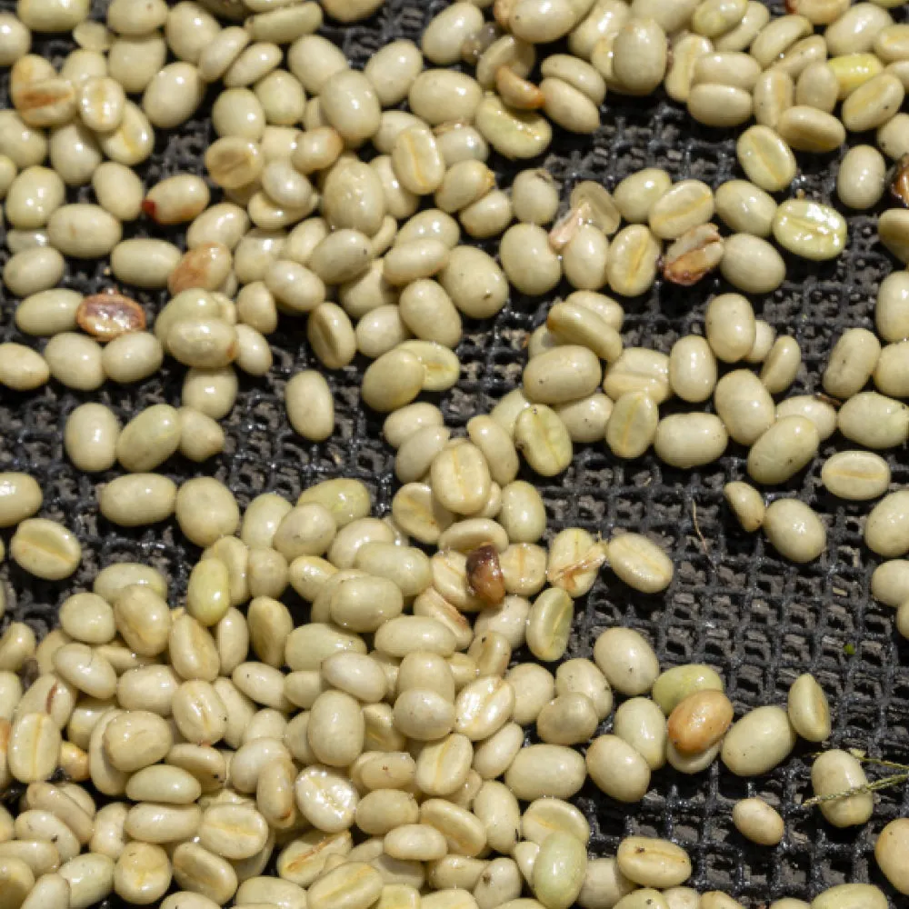 Organic Peruvian Medium Roast Coffee, 5lb whole bean