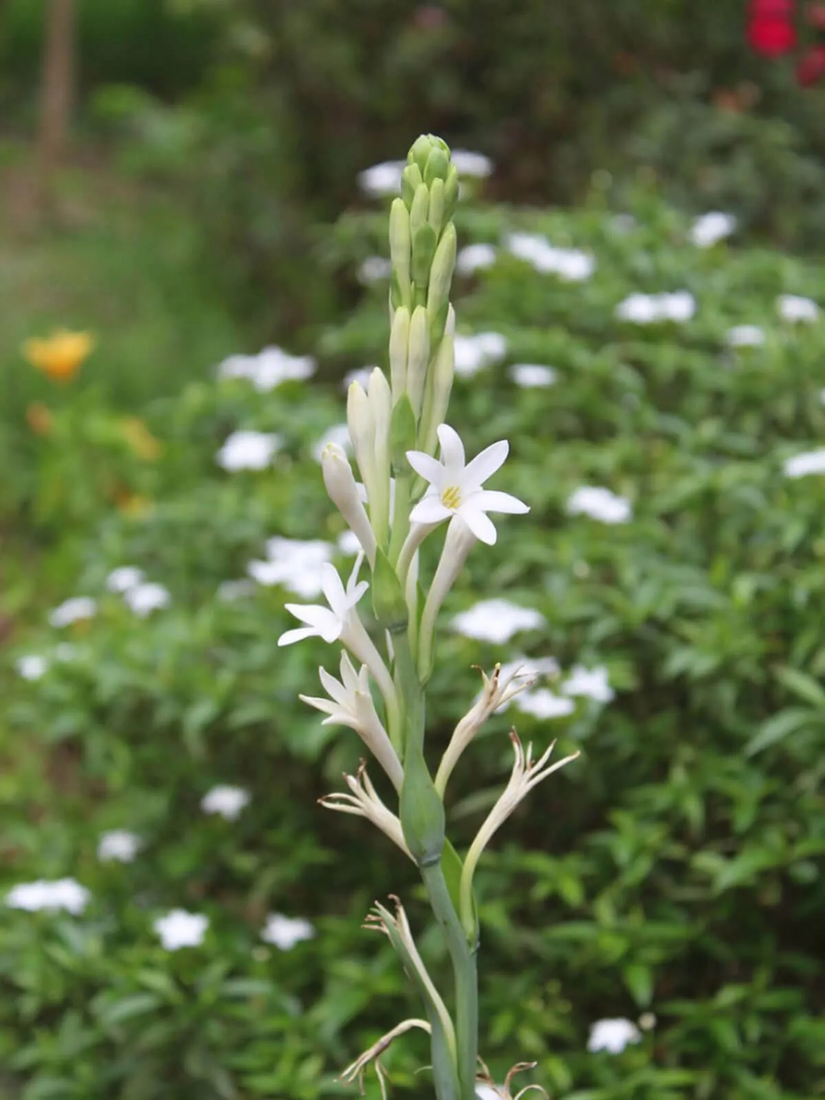 Tuberose